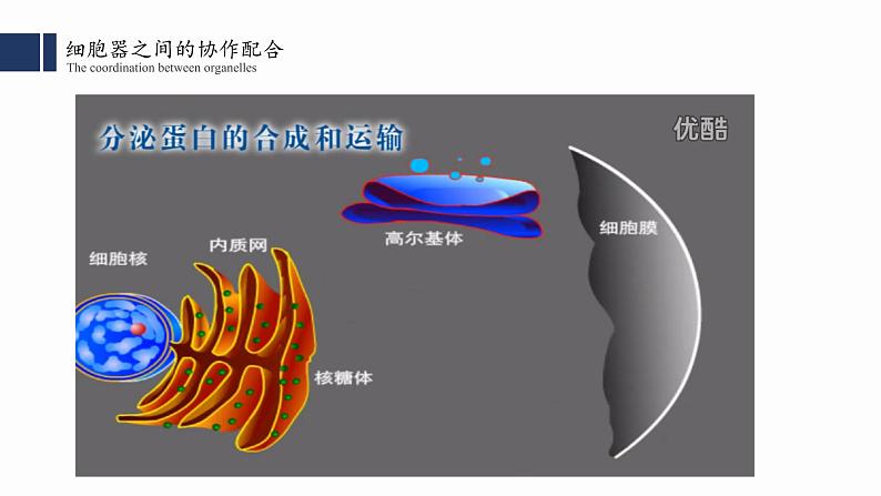 3.2.2细胞器之间的分工合作(二) 课件PPT第6页