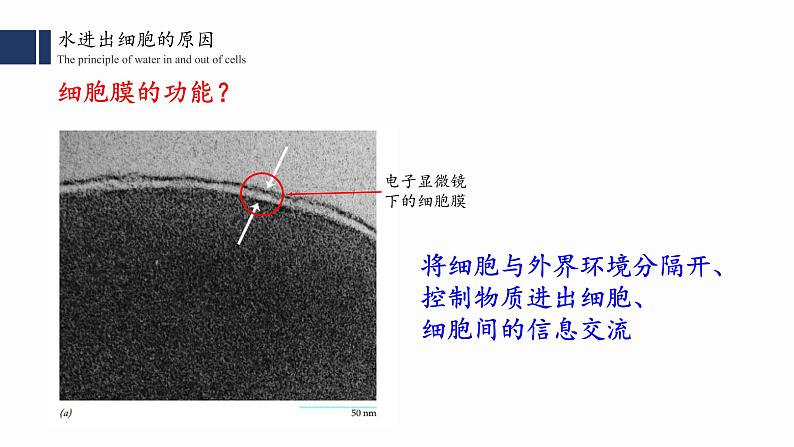 4.1.1.被动运输 （一）课件PPT第2页