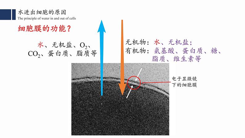 4.1.1.被动运输 （一）课件PPT第3页