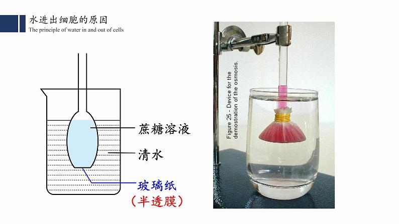 4.1.1.被动运输 （一）课件PPT第5页