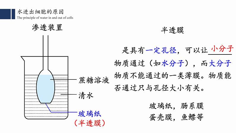 4.1.1.被动运输 （一）课件PPT第6页