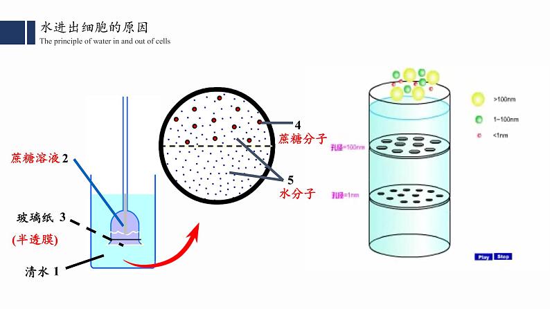 4.1.1.被动运输 （一）课件PPT第7页