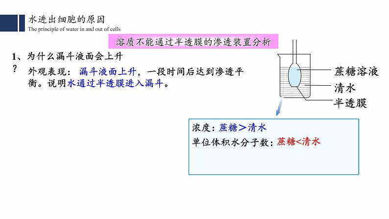 4.1.1.被动运输 （一）课件PPT第8页