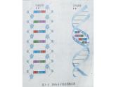 高中生物人教新課標(biāo)必修二 3.3 DNA復(fù)制課件PPT
