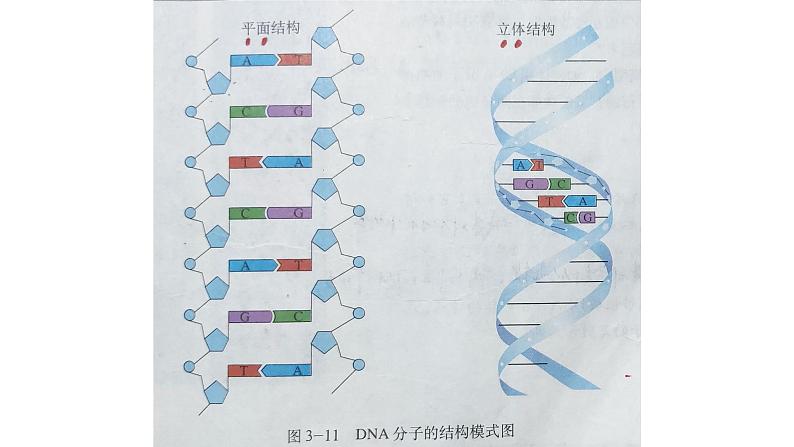 高中生物人教新课标必修二 3.3 DNA复制课件PPT04