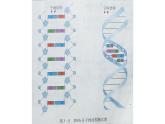 高中生物人教新课标必修二 3.3 DNA复制课件PPT