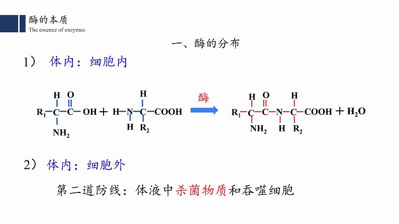 高中生物人教版2019必修一5.1.1 降低化学反应活化能的酶课件PPT04