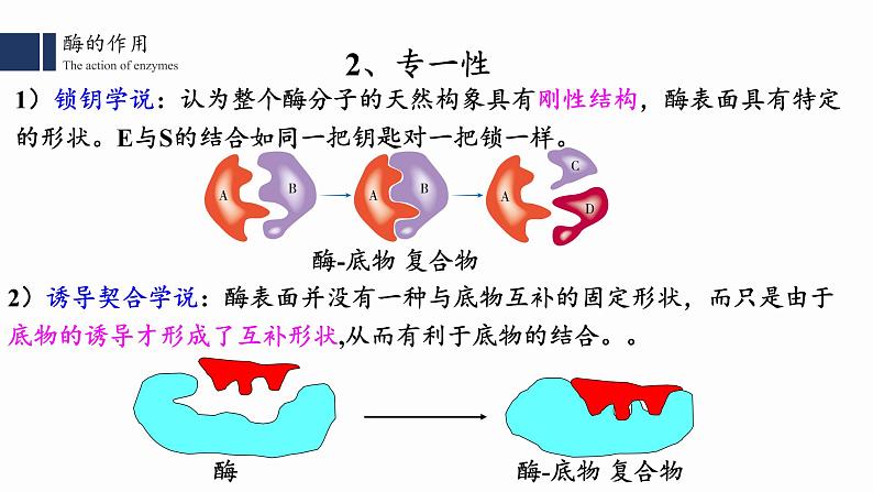 高中生物人教版2019必修一5.1.2 降低化学反应活化能的酶课件PPT第6页