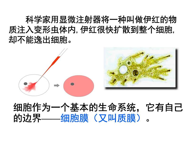 高中生物人教版（2019）必修1第3章 第1节 细胞膜的结构和功能 课件（39张PPT）第2页