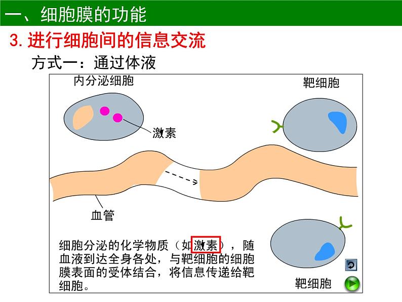 高中生物人教版（2019）必修1第3章 第1节 细胞膜的结构和功能 课件（39张PPT）第8页