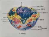 细胞质是多项生命活动的场所PPT课件免费下载