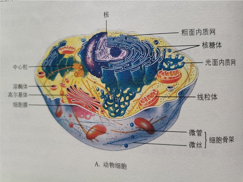 细胞质是多项生命活动的场所PPT课件免费下载04