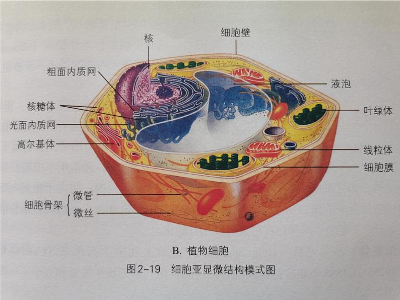 细胞质是多项生命活动的场所PPT课件免费下载05