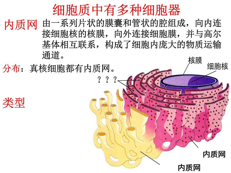 细胞质是多项生命活动的场所PPT课件免费下载07