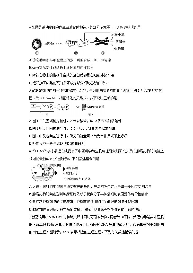 湖南省湖湘教育三新探索协作体2022届高三上学期11月期中联考生物含解析 试卷02