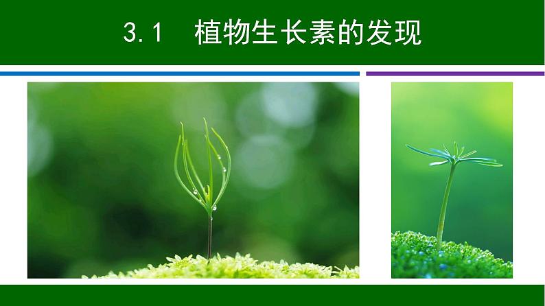 3.1 植物生长素的发现 课件 2020-2021学年人教版高二生物必修三第3页