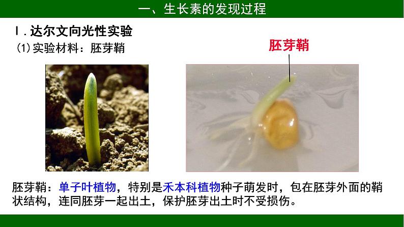 3.1 植物生长素的发现 课件 2020-2021学年人教版高二生物必修三第5页