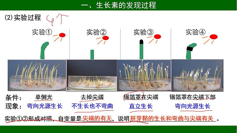 3.1 植物生长素的发现 课件 2020-2021学年人教版高二生物必修三第6页