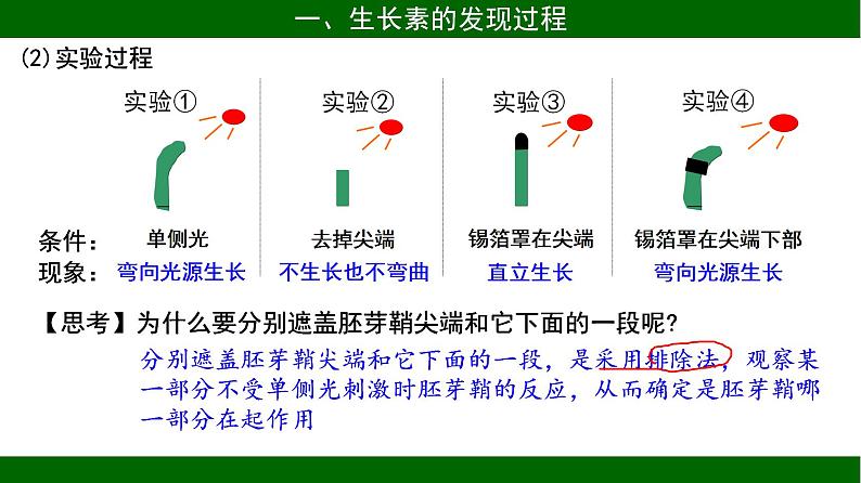 3.1 植物生长素的发现 课件 2020-2021学年人教版高二生物必修三第7页