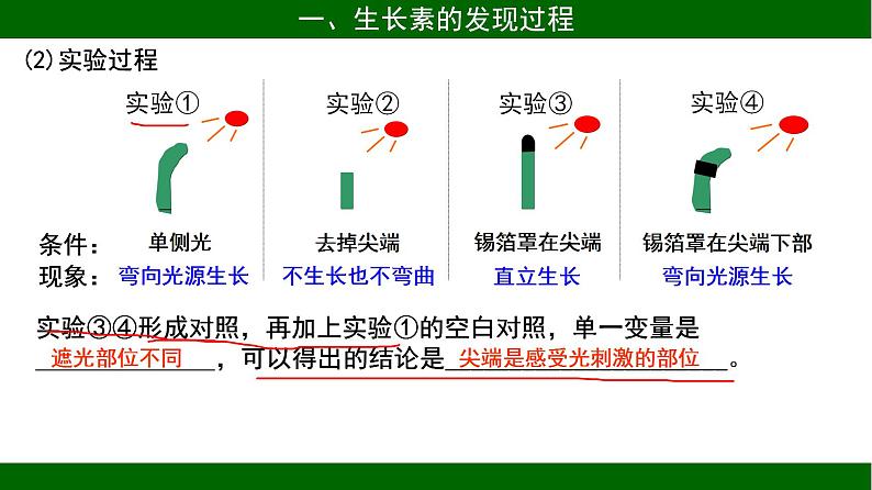 3.1 植物生长素的发现 课件 2020-2021学年人教版高二生物必修三第8页