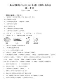 湖北省十堰市城区普高协作体2021-2022学年高一上学期期中考试生物试题PDF版含答案