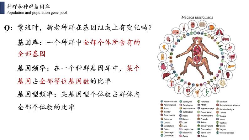 6.3  种群基因组成的变化与物种的形成课件PPT04