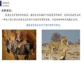6.4  协同进化与生物多样性的形成课件PPT
