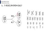 5.2 染色体变异课件PPT