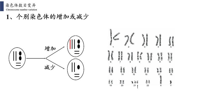 5.2 染色体变异课件PPT03