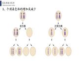 5.2 染色体变异课件PPT