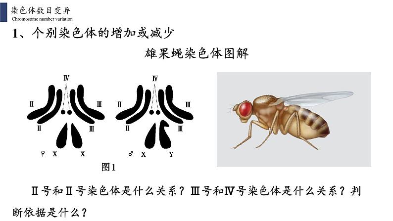 5.2 染色体变异课件PPT06