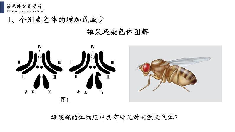 5.2 染色体变异课件PPT07