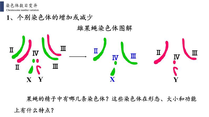 5.2 染色体变异课件PPT08