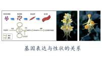 人教版 (2019)必修2《遗传与进化》第2节 基因表达与性状的关系课文课件ppt