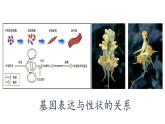 4.2 基因表达与性状的关系课件PPT