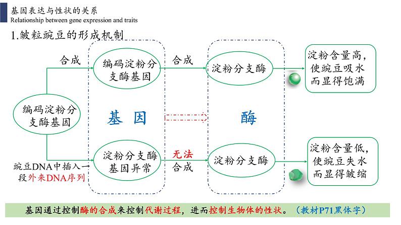 4.2 基因表达与性状的关系课件PPT03