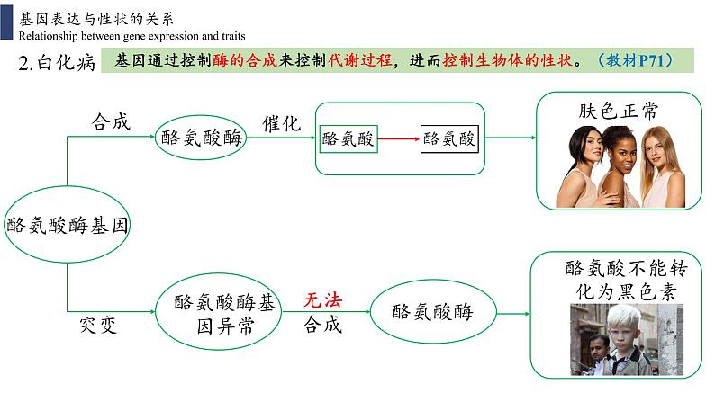 4.2 基因表达与性状的关系课件PPT04