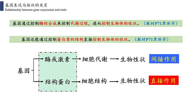 4.2 基因表达与性状的关系课件PPT06