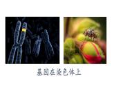 2.2 基因在染色体上课件PPT