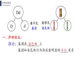 2.2 基因在染色体上课件PPT
