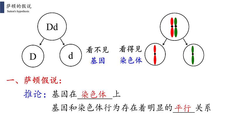 2.2 基因在染色体上课件PPT02