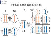 2.2 基因在染色体上课件PPT