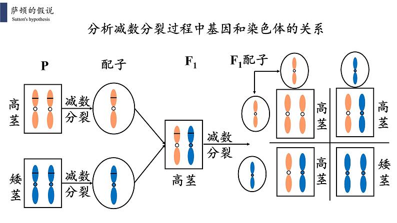 2.2 基因在染色体上课件PPT04