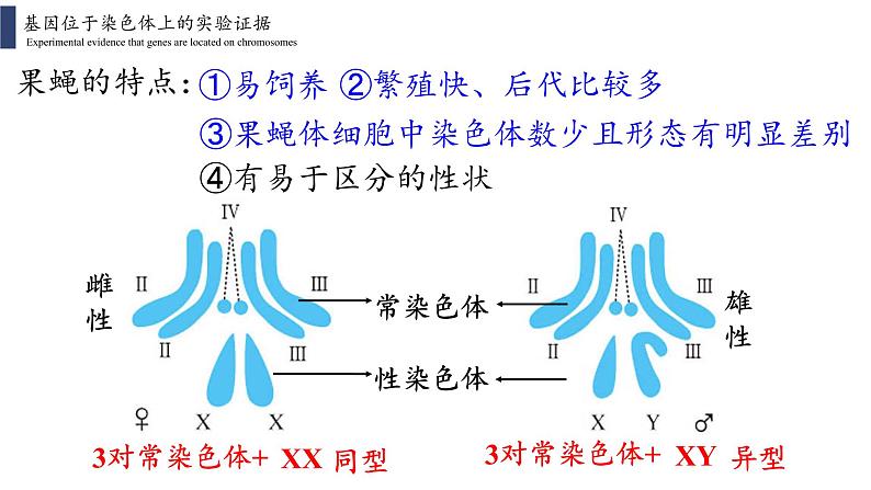 2.2 基因在染色体上课件PPT07