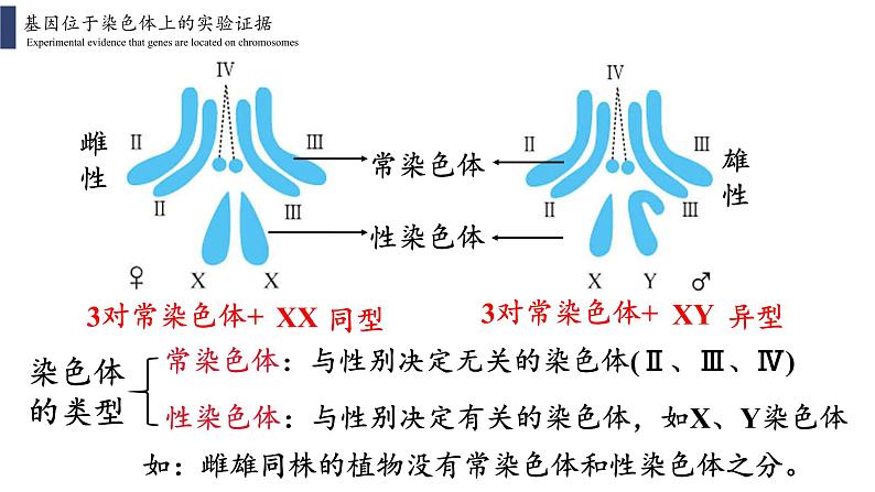 2.2 基因在染色体上课件PPT08