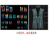 2.1.1 减数分裂和受精作用课件PPT