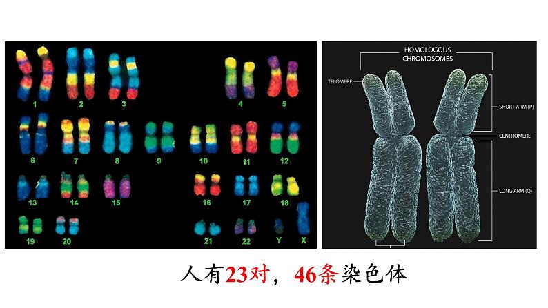 2.1.1 减数分裂和受精作用课件PPT第2页