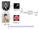 2.1.1 减数分裂和受精作用课件PPT