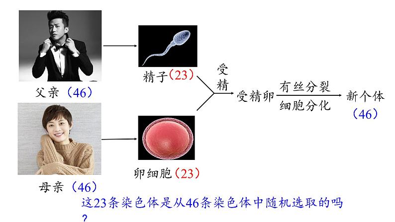 2.1.1 减数分裂和受精作用课件PPT第3页