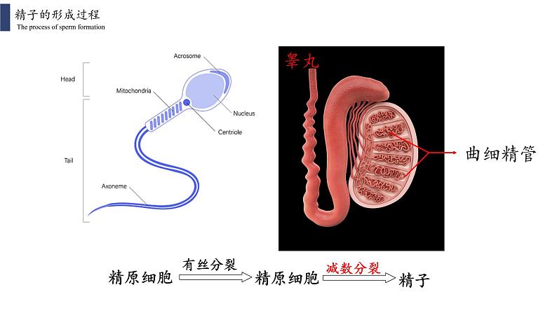 2.1.1 减数分裂和受精作用课件PPT第6页